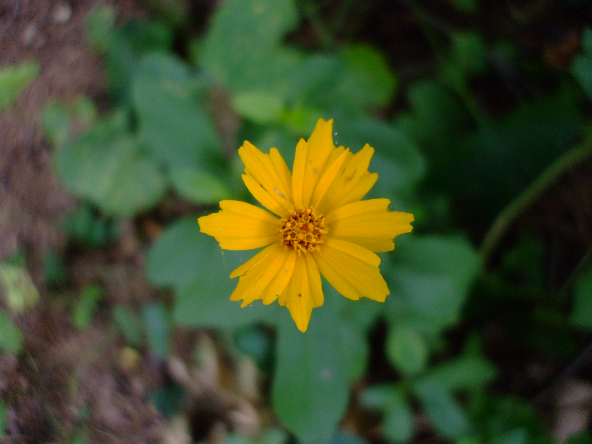 Coreopsis pubescens